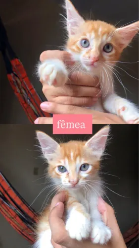 ADOÇÃO RESPONSÁVEL DE GATINHOS