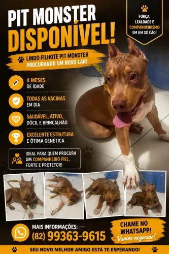 Vendo pittmonster 