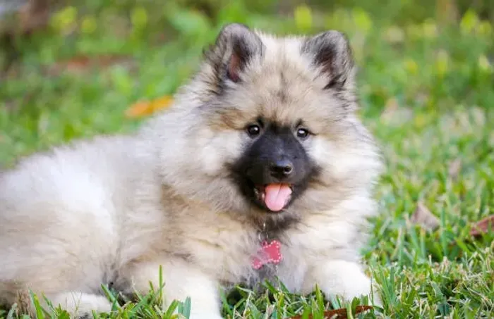 ? Spitz Alemão Disponível | Filhotes Encantadores e Muito Carinhosos