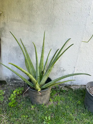 Vaso com planta babosa