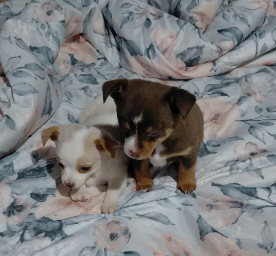 Pinscher 