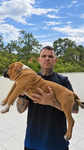 Filhotes de American Bully Standard
