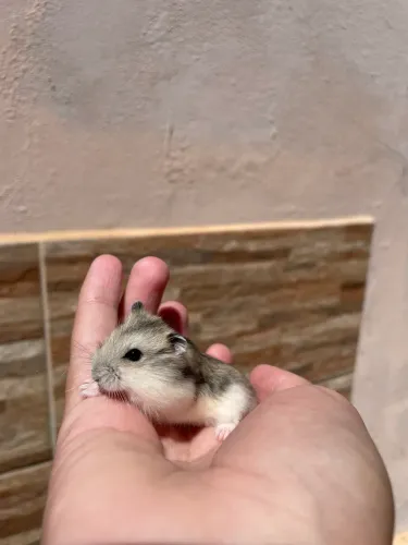 Hamster