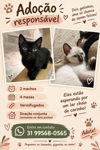 Filhotes de gato para Adoção