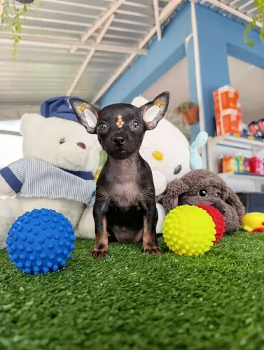 Pinscher miniatura cor preto e canela fêmea a pronta entrega 