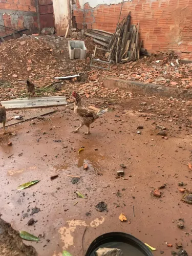 Galinhas caipira