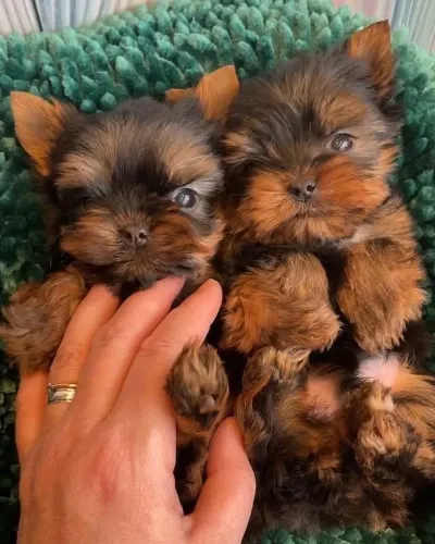 Linda yorkshire fêmea mini promoção apenas para hoje!