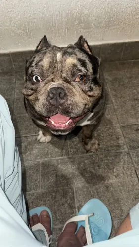 American Bully disponível pra cobertura 