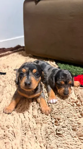 daschound