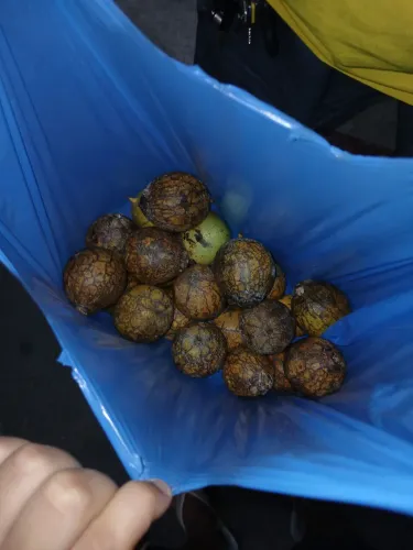 TUCUMÃ  ARARA 22 POR 10 NO BARATÃO DA CARNE