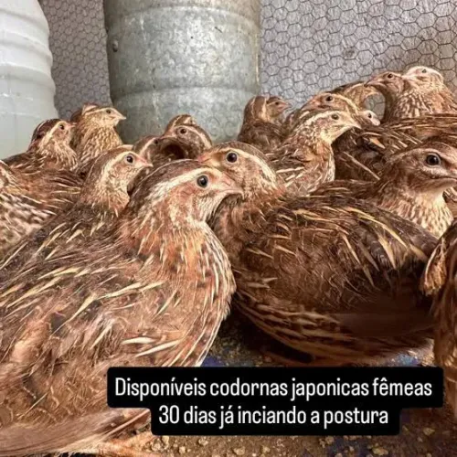 Codornas Japonicas 