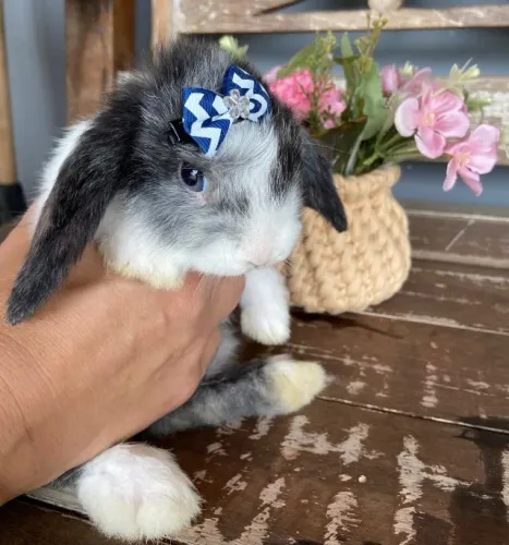 coelho mini lop uruguaio
