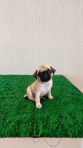 Filhote de Pug Macho