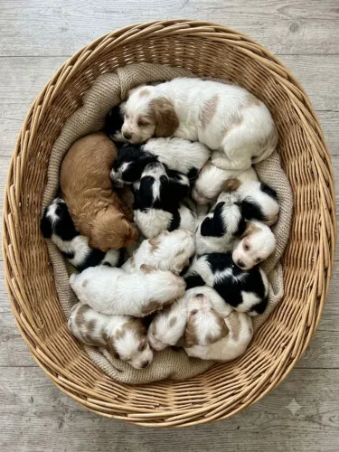 Cocker spaniel inglês legítimos