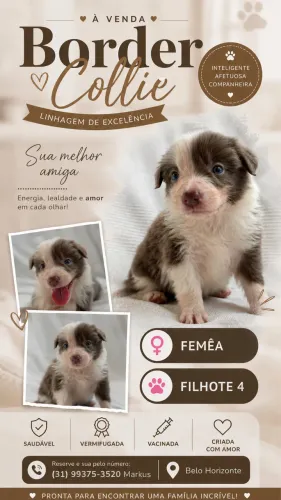 Venda Border Collie