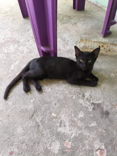 Gatinha para doação