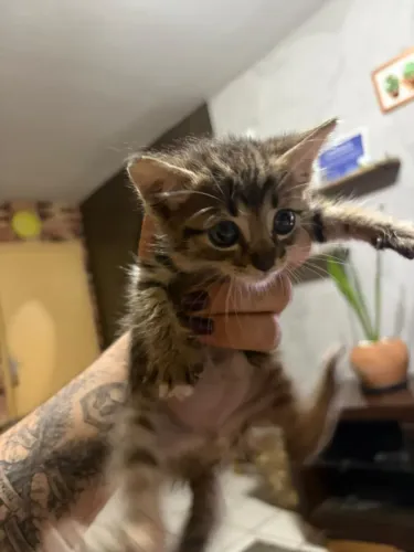 Doação de filhote de gato