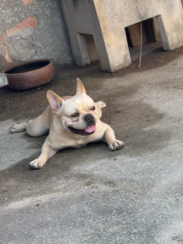 Buldogue Francês Macho (ACEITO CARTÃO)
