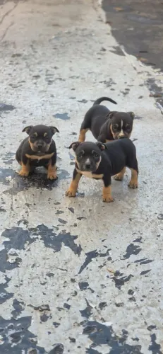 American Bully 