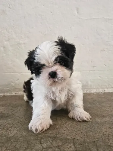 Filhote de shih tzu disponível