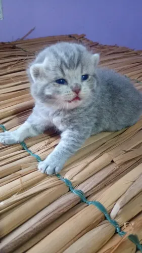Gato briths shorter 