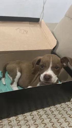 Vendo Pitbull Macho Filhote 2 Meses Macaé RJ