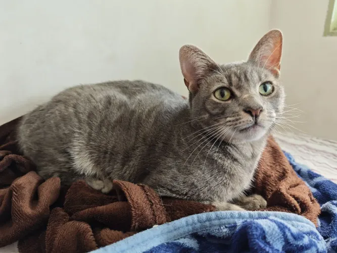 Gato castrado 
