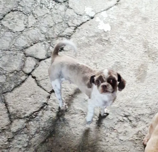 Veda de Shih Tzu fêmea 