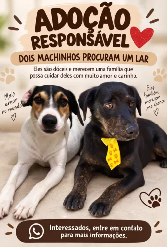 Doação cachorro