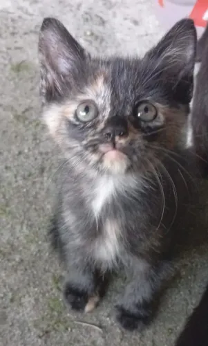 Doação Responsável Gatinhos filhotes