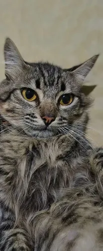 Filhotes de gato tigrinhos