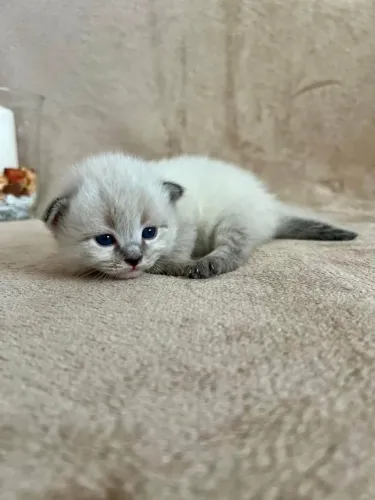 Filhotes de gato British