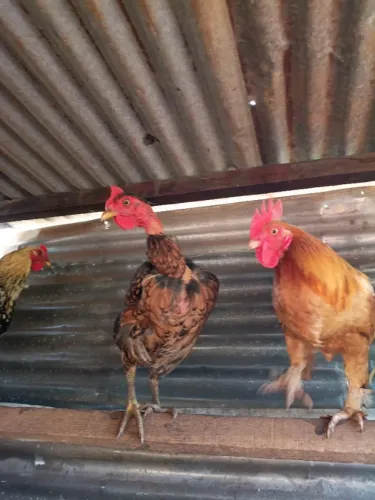 Galos e galinhas 