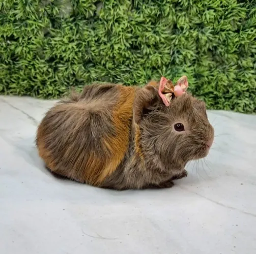 Porquinho da india