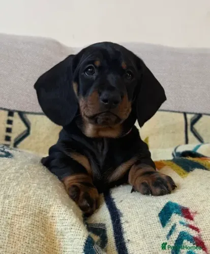 Baby Macho e Fêmea Vacinados Teckel/Dachshund/Salsicha/Salsichinha/Basset/Cofap SP