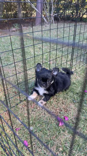 Linda Fêmea Chihuahua