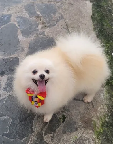 Spitz alemão cruza