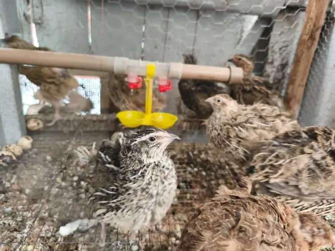 Gaiolas para codorna