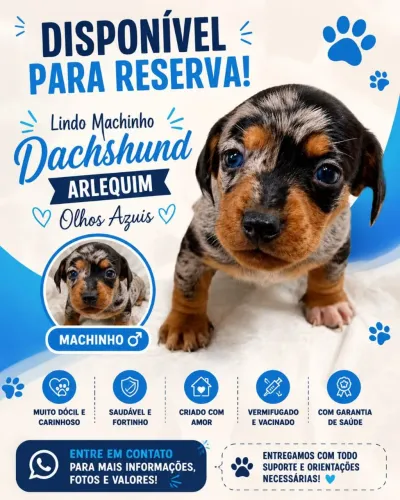 Dachshund Arlequim 