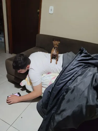 Pinscher n.0 