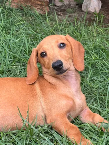 Lindos filhotes de Dachshund (Salsichas)