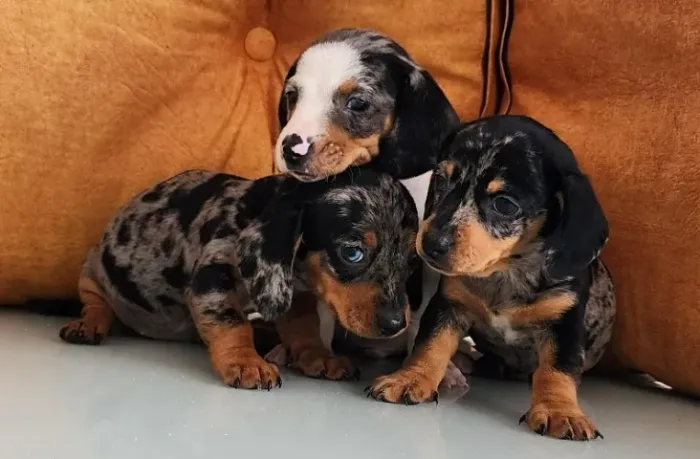O Mofadinho a Pronta Entrega (Dachshund)