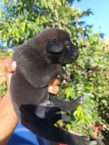 Chow Chow