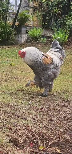 Vendo galo brahma 7 meses