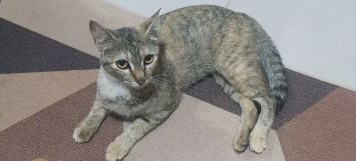 Doa-se gato fêmea tigrado