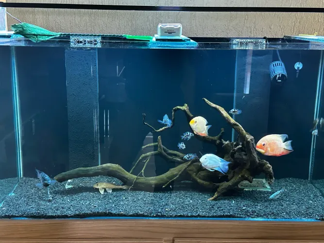 Aquário 200L