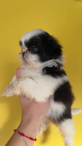 Shih Tzu Filhote Fêmea