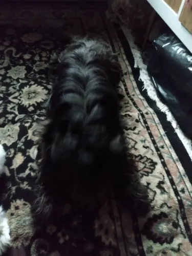 Doa se um cachorro filhote 3 anos ele e um ilhasa com cruzamento com poodle 