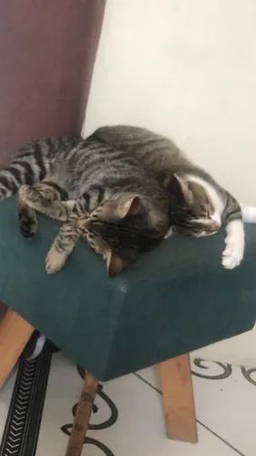 Gatos para adotar 