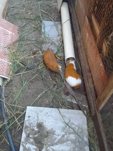 Porquinho da Índia Cury 